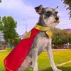 image:imageDC Superman Movie 2025 Krypto Pet Cape amp Collar by Rubies for Dogs or Cats MediumSmall