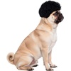 image:imageRubies Afro Pet Wig for Dogs or Cats SMSM