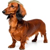 image:imageRubies Blonde Pony Tail Pet Costume for Dogs or Cats SMMediumLarge