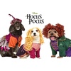 image:imageRubies Disney Hocus Pocus Sarah Sanderson Pet Costume for For Dogs or Cats SmallLarge