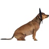 image:imageRubies Disney Mickey Mouse Pet Costume for For Dogs or Cats MLMickey Mouse
