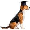 image:imageRubies Graduate Pet Hat for Dogs or Cats SMBlack