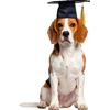 image:imageRubies Graduate Pet Hat for Dogs or Cats SMBlack