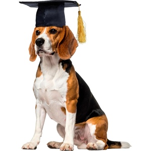 image:imageRubies Graduate Pet Hat for Dogs or Cats SMBlack